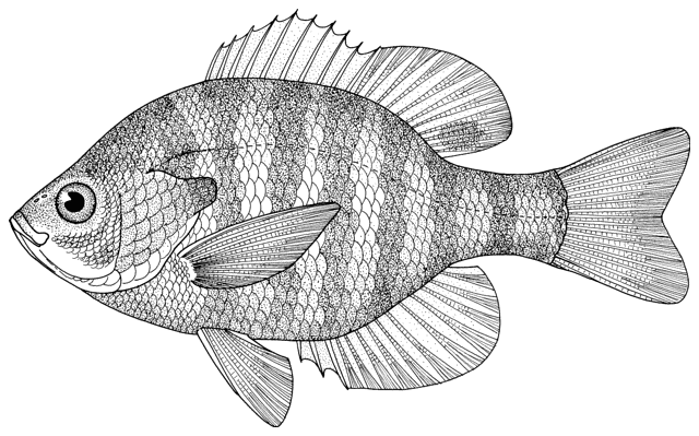 640x399 Figure 302 - Bluegill Sketch