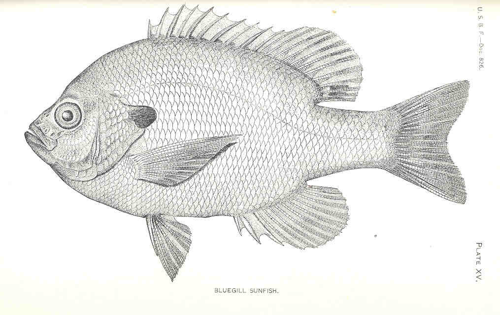 1015x639 Filefmib 36299 Bluegill Sunfish.jpg - Bluegill Sketch