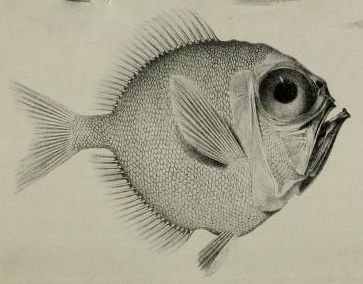 363x284 From The Proceedings Of The Zoological Society Of London, 1833 - Bluegill Sketch