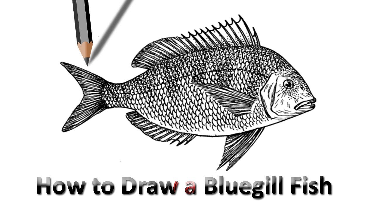 1280x720 How To Draw A Bluegill Fish Step By Step Drawing - Bluegill Sketch