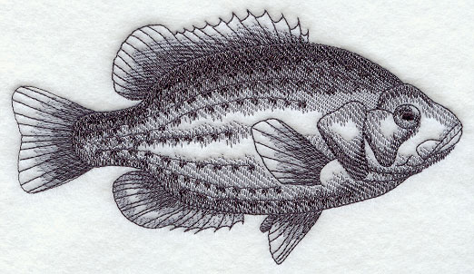 522x302 Machine Embroidery Designs - Bluegill Sketch