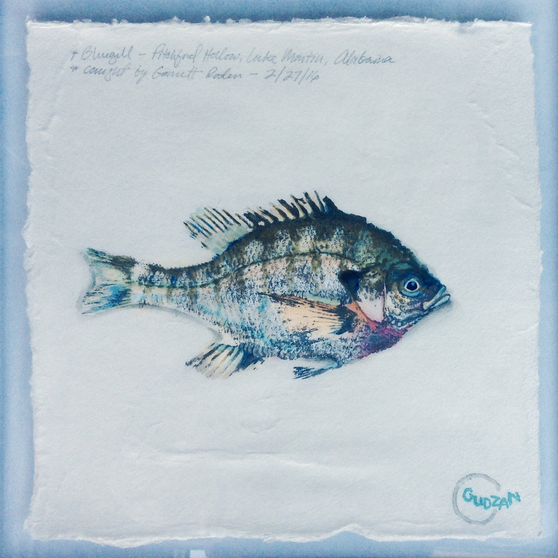 1841x1841 New Fish Art - Bluegill Sketch