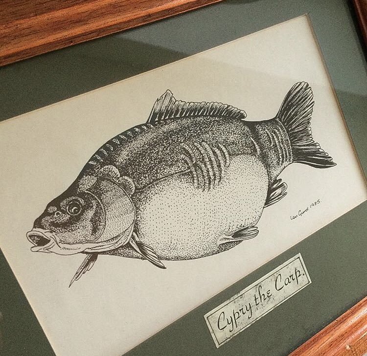 750x728 Nigel Williams (@nigel Avidcarp) Twitter - Bluegill Sketch
