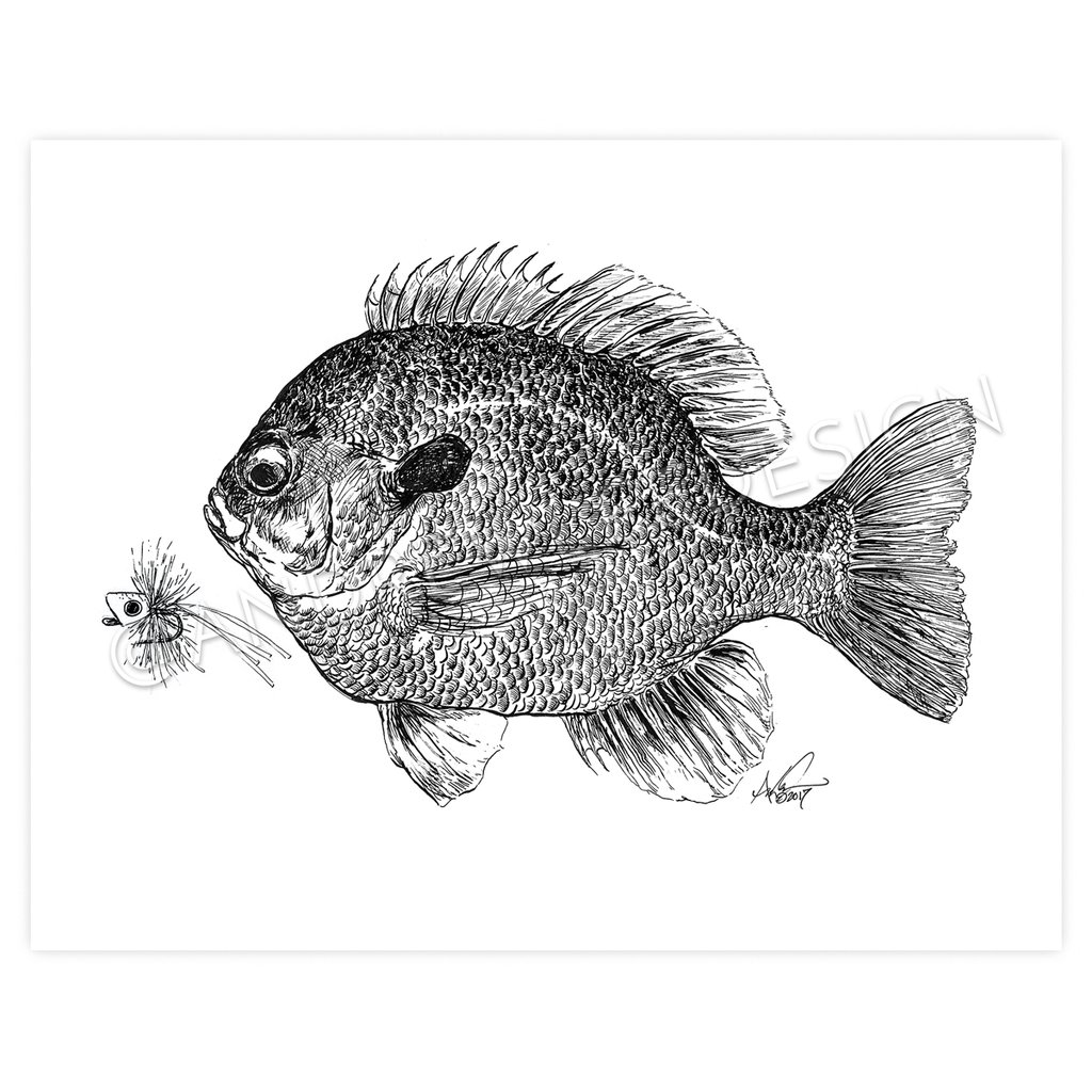 1024x1024 Shop All Tagged Lake - Bluegill Sketch
