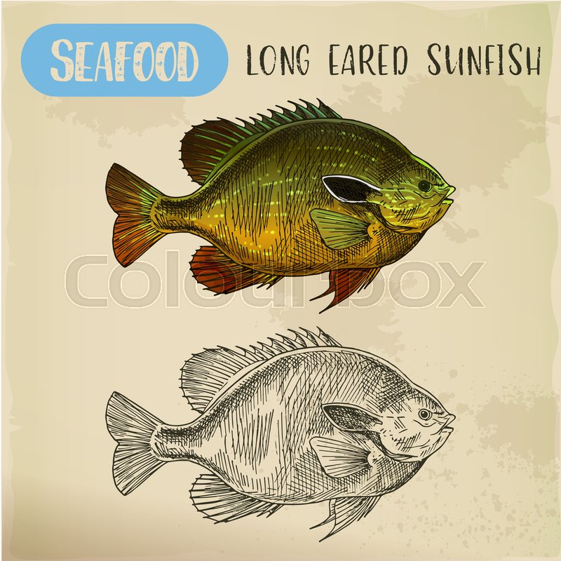 800x800 Sketch Of North America Lakes Fish Or Longear Fish. Signboard For - Bluegill Sketch