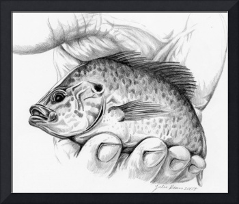 350x298 Stunning Bluegill Pencil Drawings And Illustrations For Sale On - Bluegill Sketch