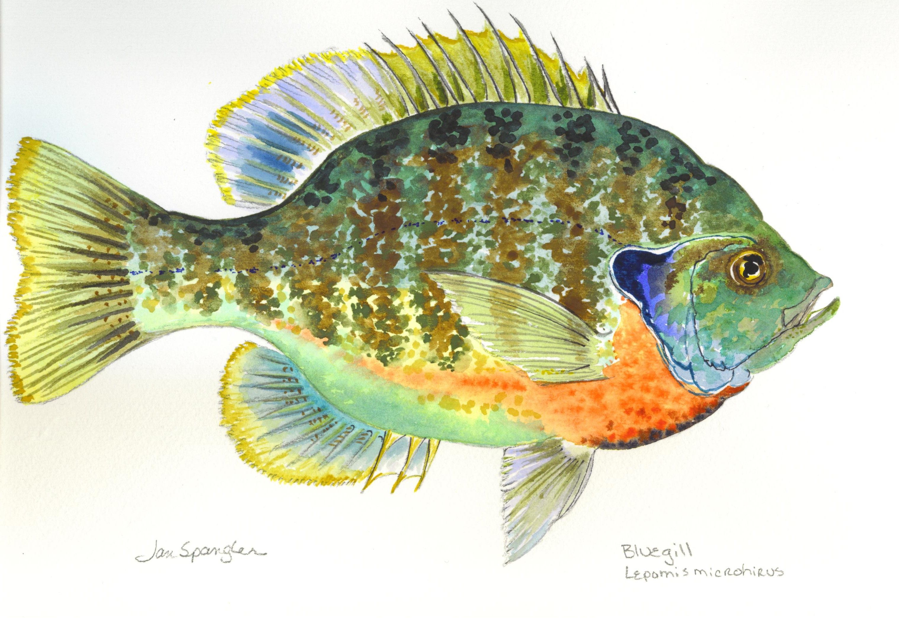 3037x2087 Bluegill Paintings - Bluegill Sketch