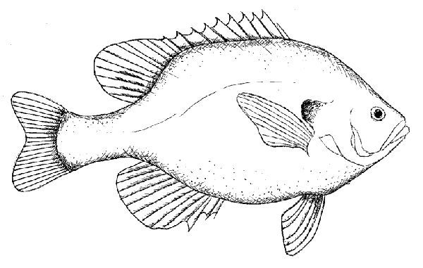 600x381 Line Drawing Of A Bluegill Art Fish, Drawings - Bluegill Sketch