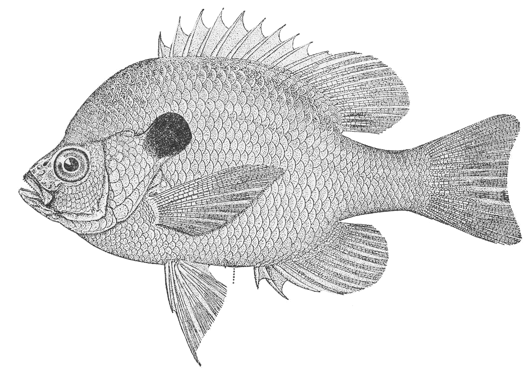 1075x759 Bluegill Bw - Bluegill Sketch