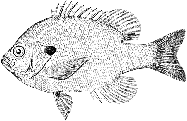 640x413 Bluegill Sunfish Clipart Etc - Bluegill Sketch
