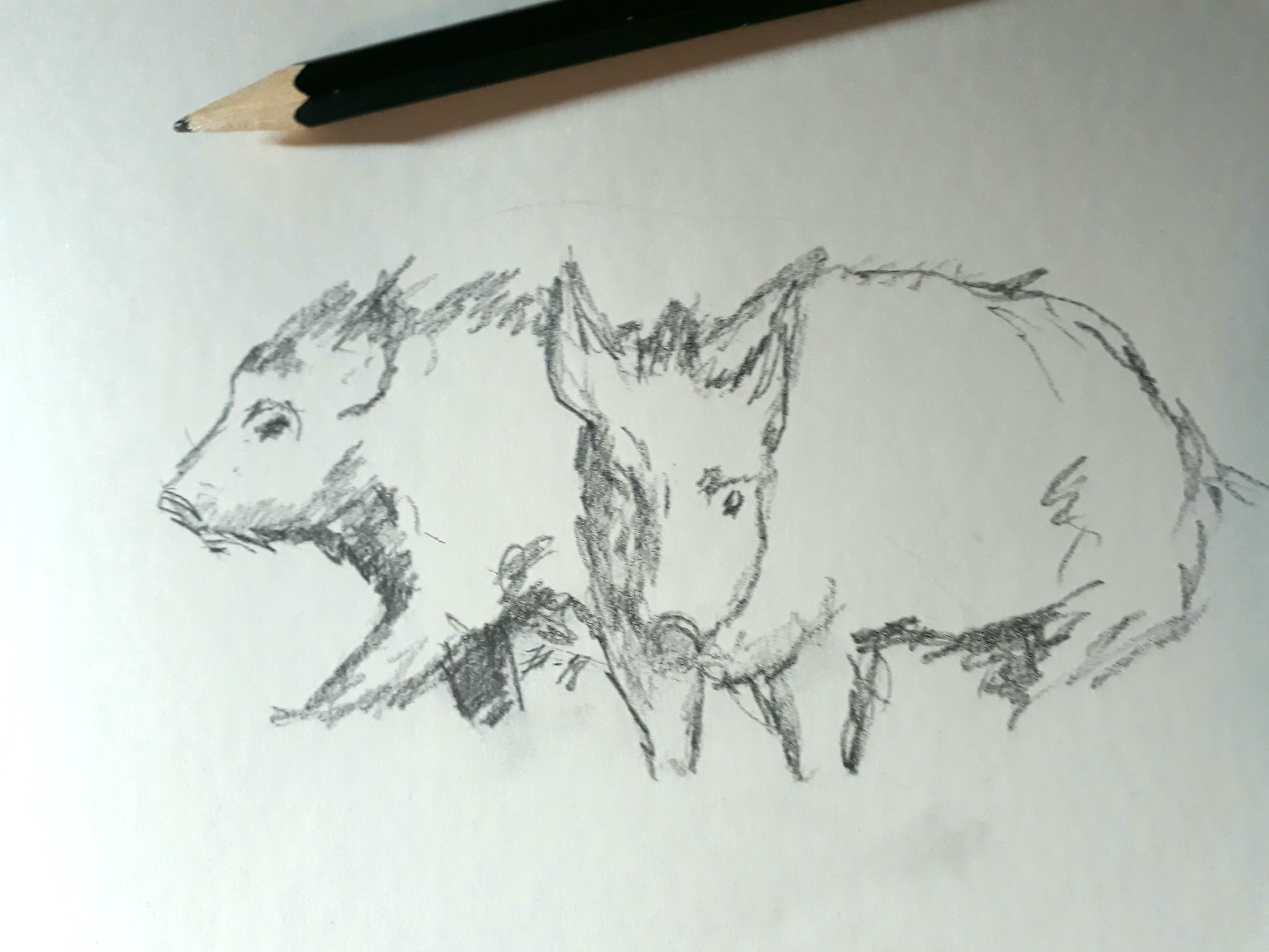 4096x3072 Boar Sketch - Boar Sketch