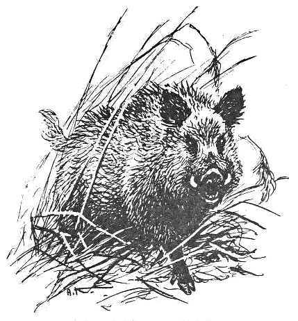 429x462 Boar Sketch - Boar Sketch