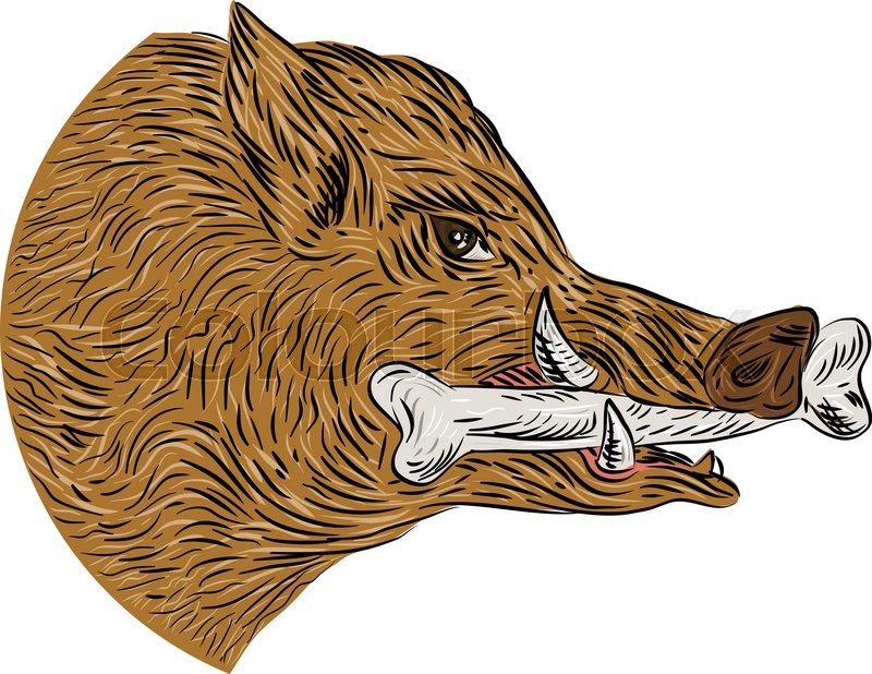 800x618 Drawing Sketch Style Illustration Of A Wild Pig Boar Razorback - Boar Sketch