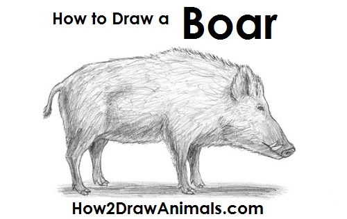 500x315 How To Draw A Boar - Boar Sketch