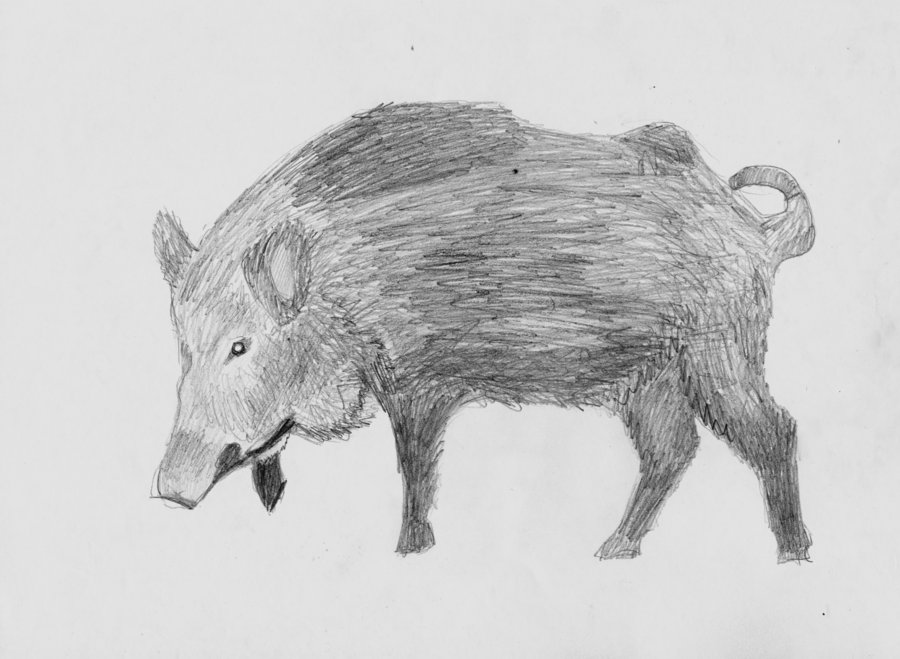 900x659 Sketch Boar By Timohuovinen - Boar Sketch