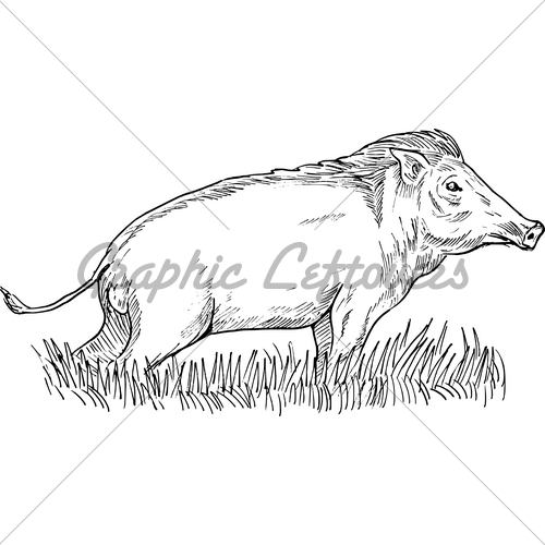 500x500 Wild Boar Sketch Gl Stock Images - Boar Sketch