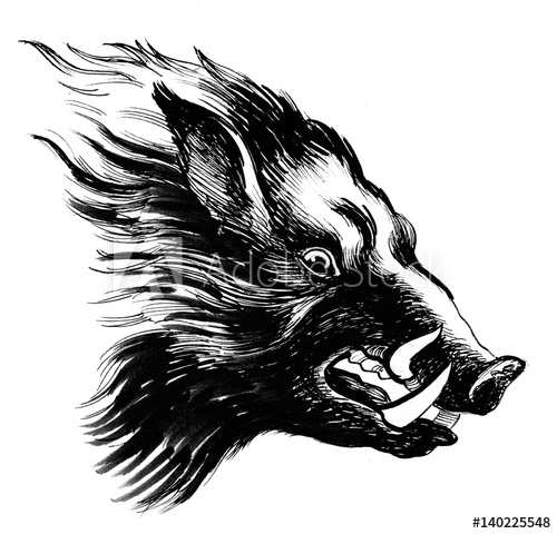 500x480 Wild Boar Sketch - Boar Sketch