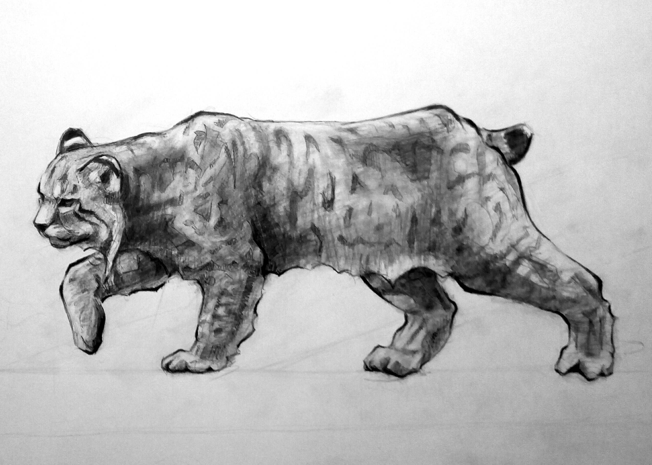 Bobcat Sketch at Explore collection of Bobcat Sketch