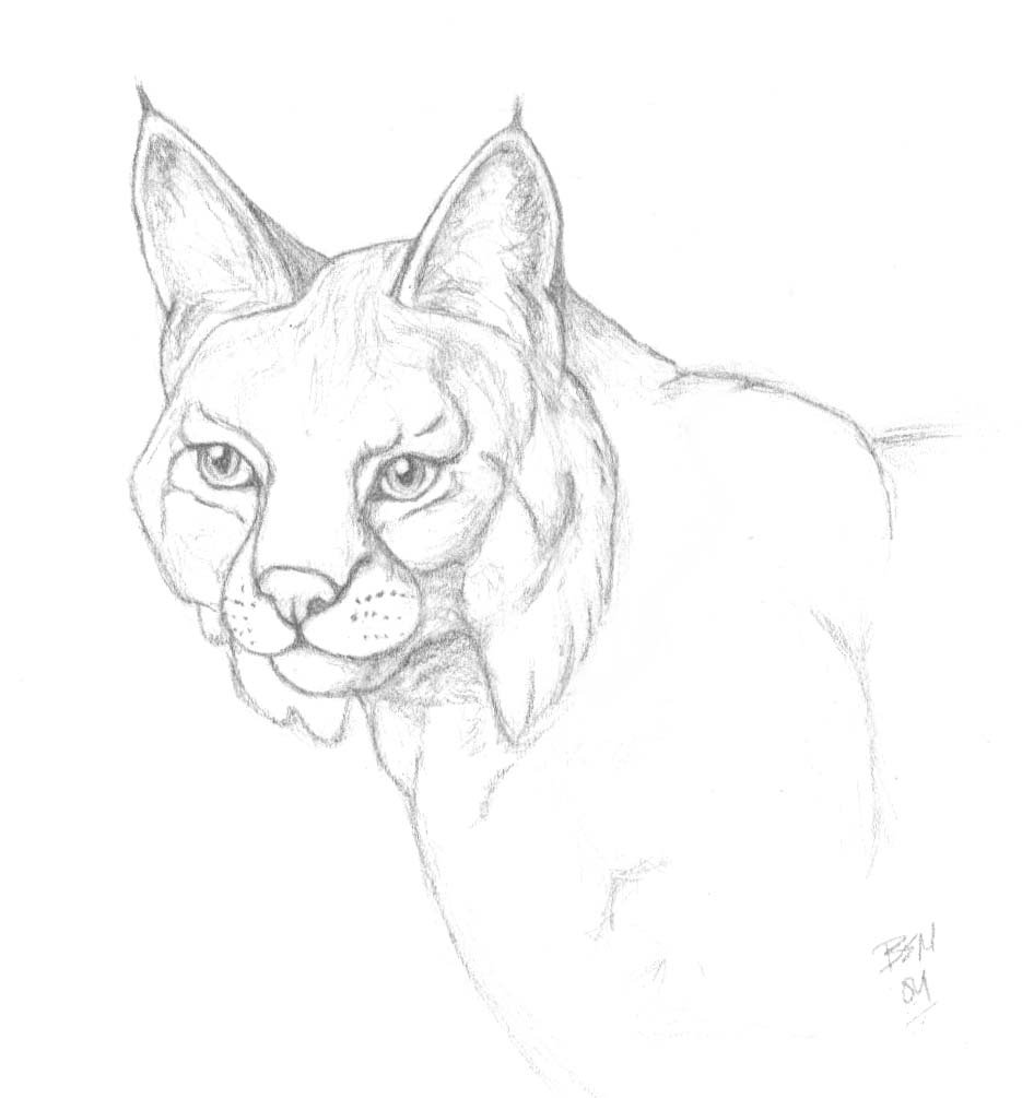 935x1005 Bobcat Sketch By Jackal God - Bobcat Sketch