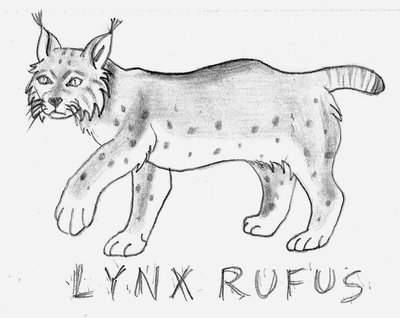 400x318 Bobcat Sketch By Oo Hamster Oo - Bobcat Sketch