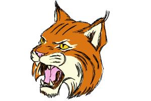 300x200 How To Draw A Bobcat - Bobcat Sketch