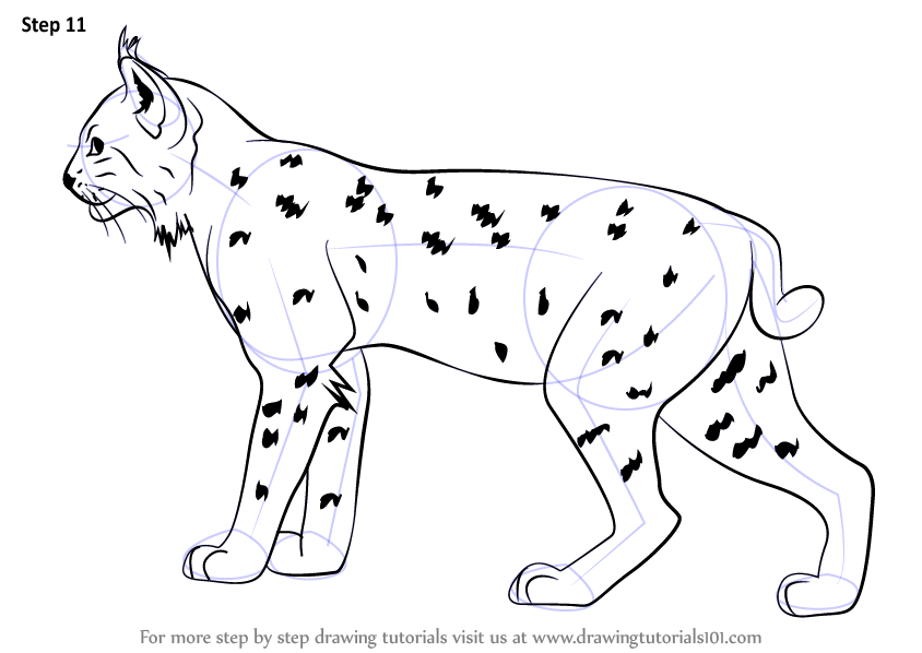 844x598 Learn How To Draw A Bobcat (Wild Animals) Step By Step Drawing - Bobcat Sketch