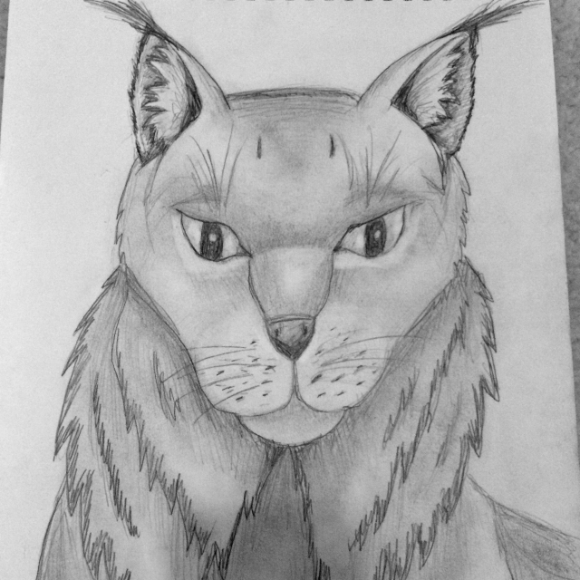 640x640 Lynxobcat Pencil Drawing. - Bobcat Sketch
