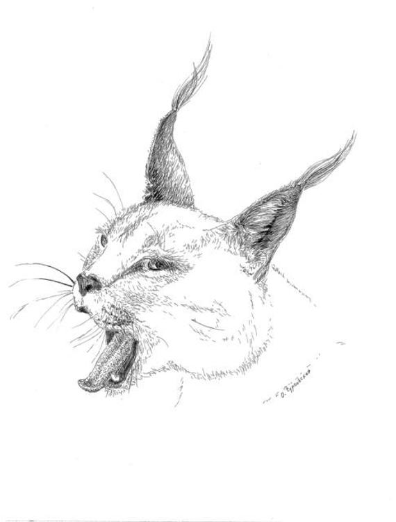 570x751 Woodland Animals Bobcat Art Print Big Cat Drawing Lynx Etsy - Bobcat Sketch