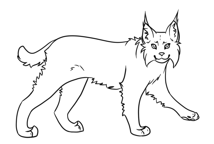 686x461 Bobcat Drawing - Bobcat Sketch