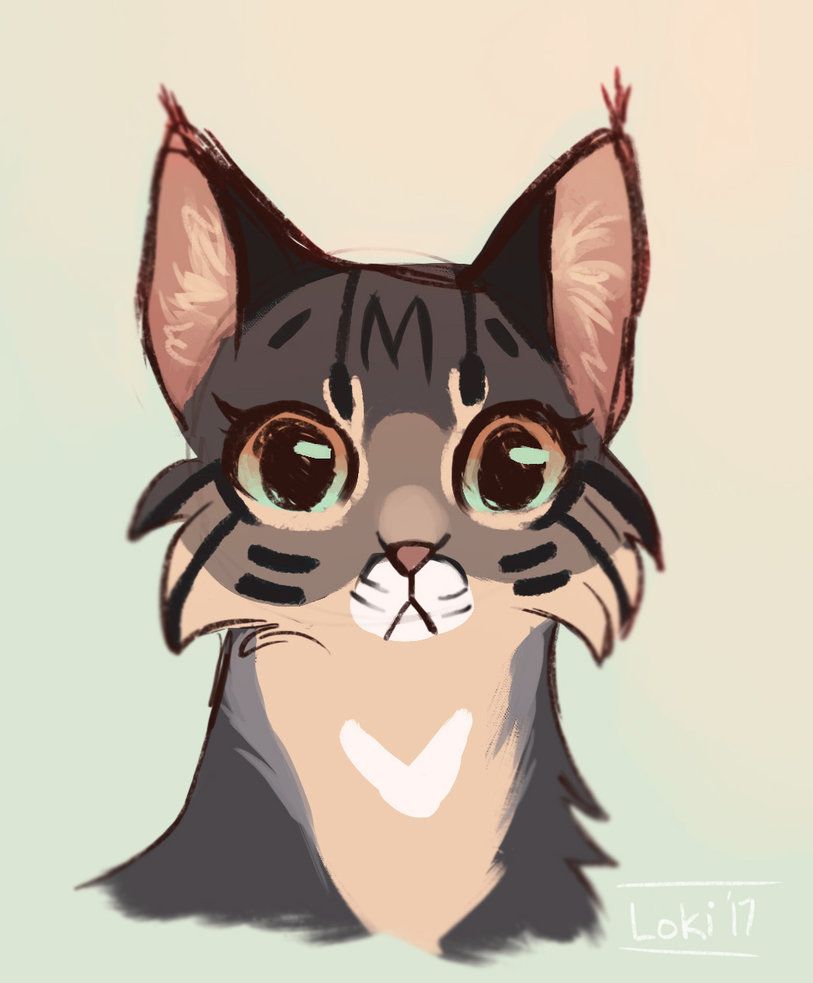 813x983 Bobcat Sketch By Lokidrawz Cats Sketches, Warrior - Bobcat Sketch