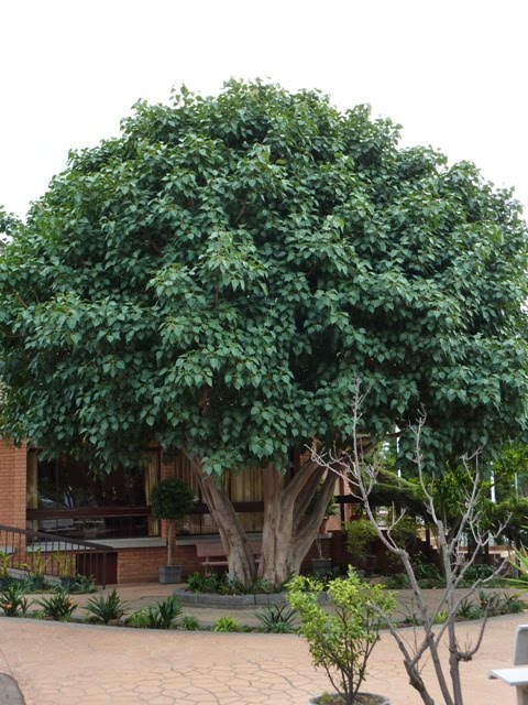 480x640 Destination Saigon The Bodhi Tree - Bodhi Tree Sketch