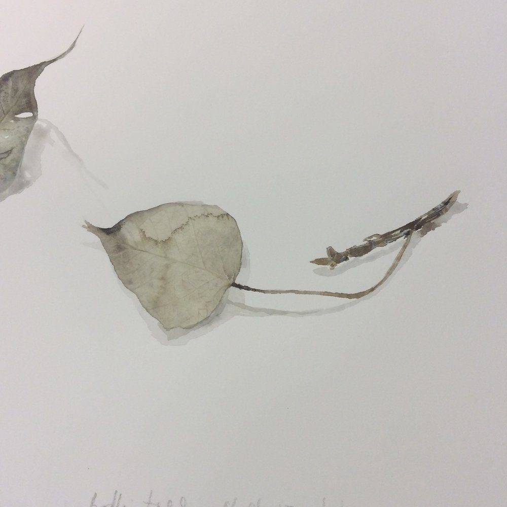 1000x1000 Bodhi Tree Art From The Garden - Bodhi Tree Sketch