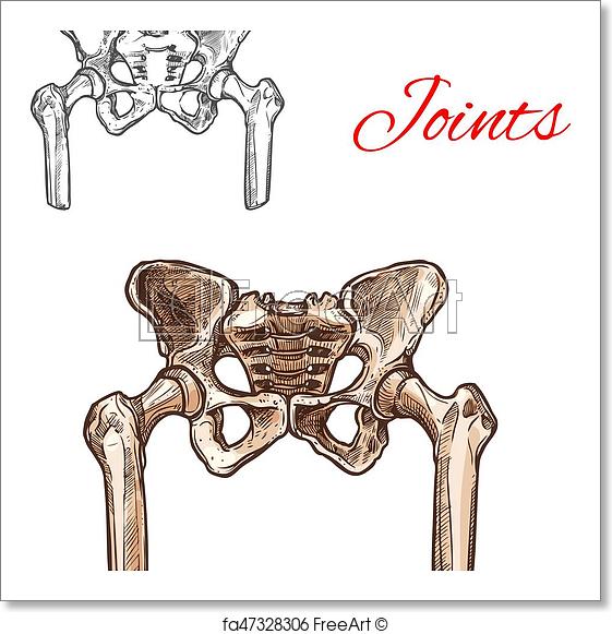 561x581 Free Art Print Of Vector Sketch Icon Of Human Pelvis Bones Or - Body Anatomy Sketch