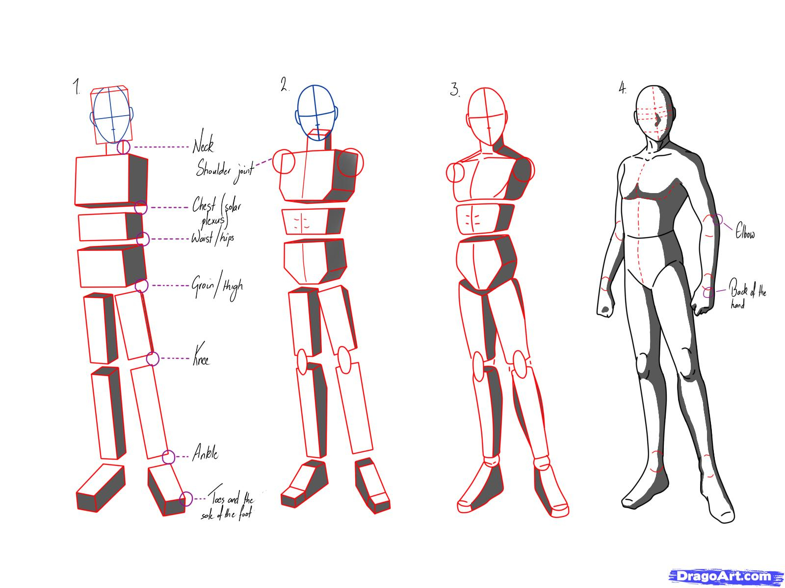 1600x1200 Human Body Diagram Pdf - Body Anatomy Sketch