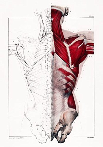 350x500 Ml27 Vintage Medical Anatomy Illustration Human Body Anatomical - Body Anatomy Sketch
