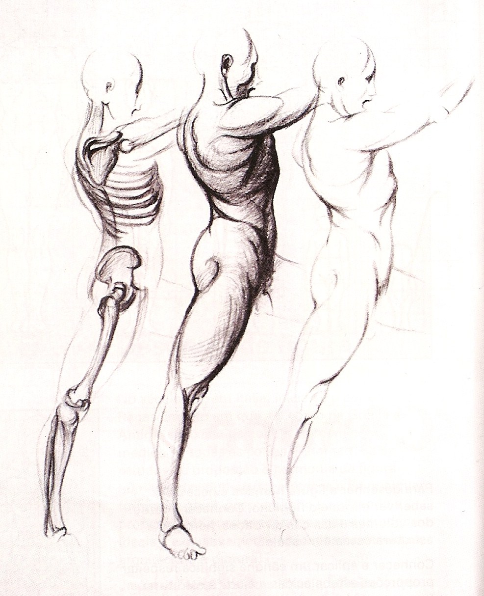 987x1214 Learning To Draw Human Body - Body Figure Sketch