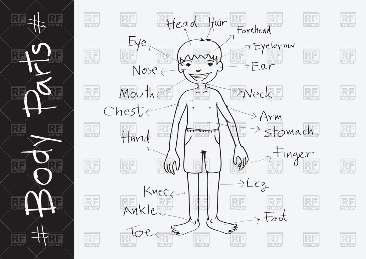 1200x848 Parts Of Body Boy (Sketch Style) Vector Image Vector Artwork Of - Body Image Sketch