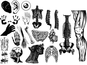 300x225 Human Body Parts Sketch (Eps) 4.44 Mb - Body Parts Sketch