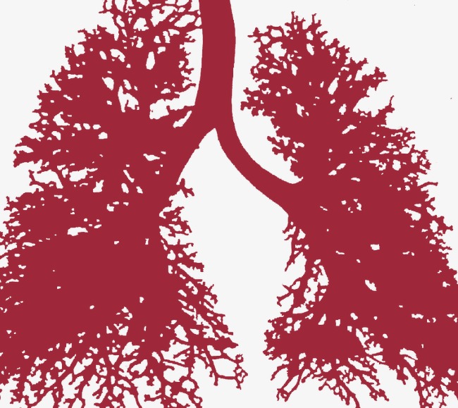 650x579 Organ, Human Body Parts, Sketch Organ, Red Sketch Png Image And - Body Parts Sketch