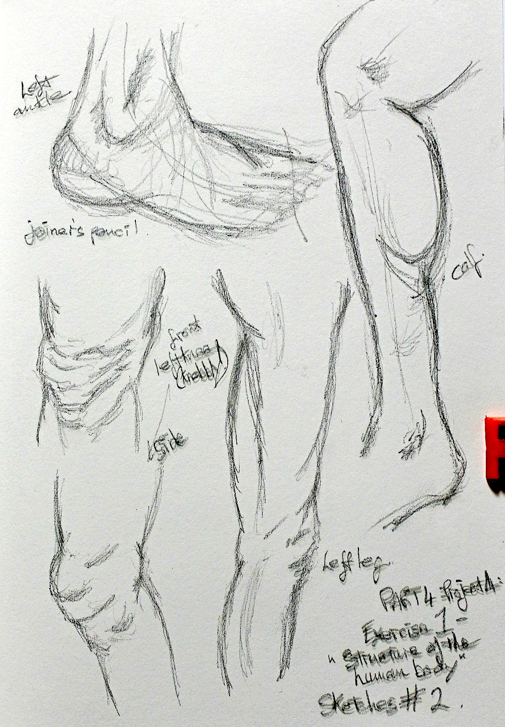 1000x1439 Part 4 Project 4 Exercise 1 The Structure Of The Human Body - Body Parts Sketch