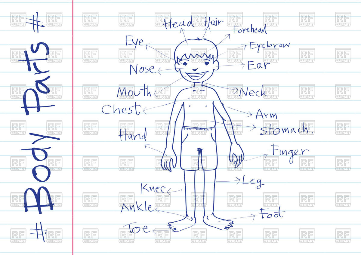 1200x848 Parts Of Body Boy (Sketch Style) Vector Image Vector Artwork Of - Body Parts Sketch