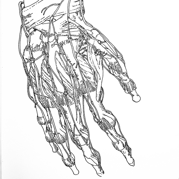 600x600 Talos Body Parts Sketches On Wacom Gallery - Body Parts Sketch