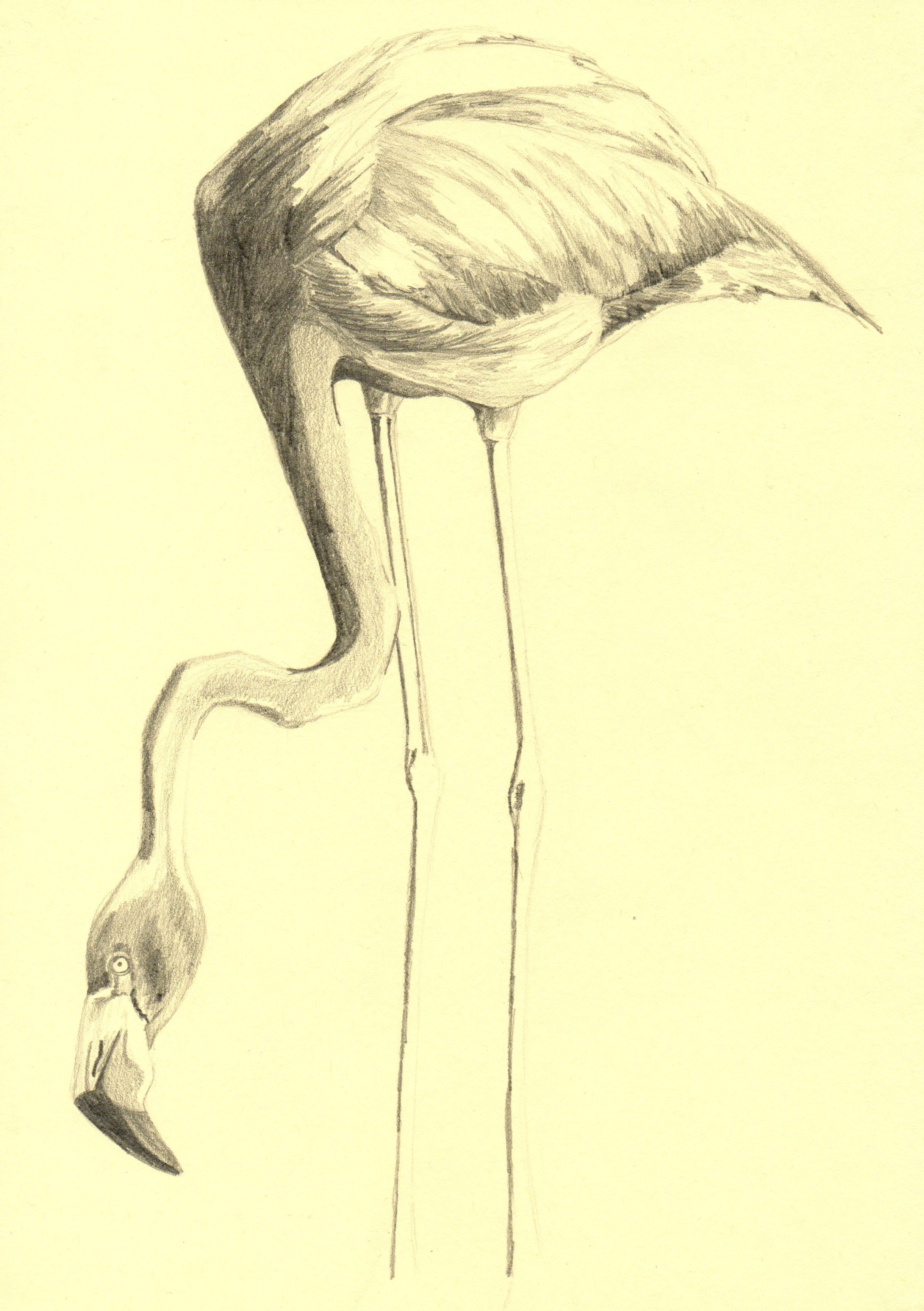 2439x3460 Free Images Pencil, Bird, Wing, Arm, Artwork, Human Body, Art - Body Sketch Art