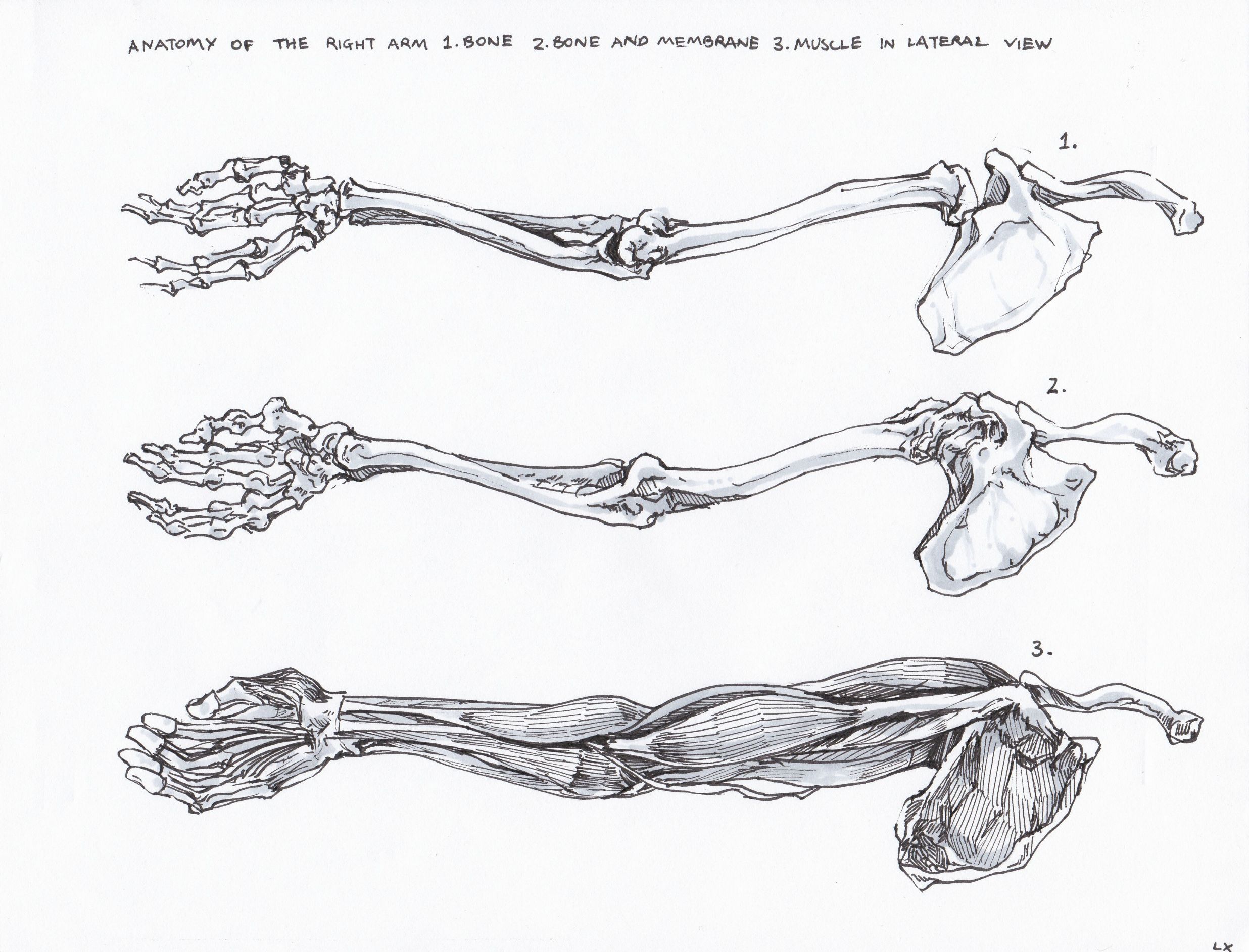 Кость рисунок анатомия. Кости человека рисунок. Кости скетч. Скетч Bones.