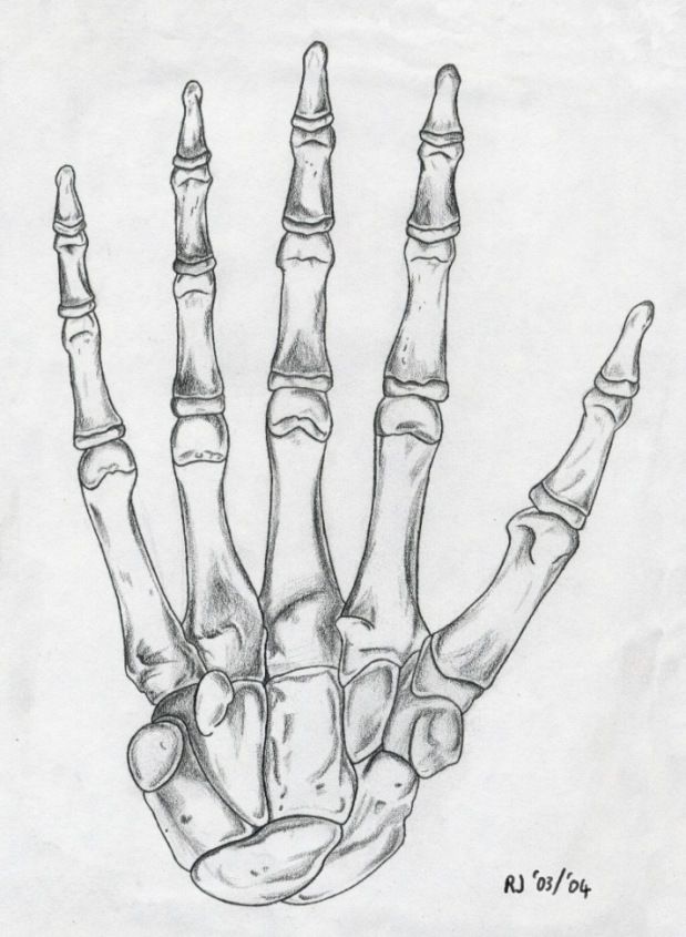 619x845 Skeleton Hand Drawing. Drawing Drawings, Skeleton - Bone Sketch