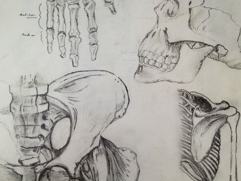 800x600 Sketch Bones By Jordan Wade - Bone Sketch