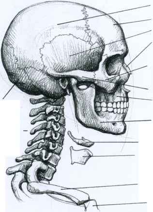 316x438 The Bones - Bone Sketch