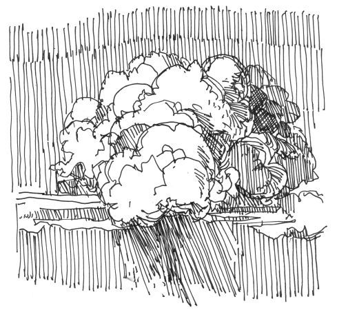 489x450 April Shower In The Mountains From The Book Bonfire Sketches For - Bonfire Sketch