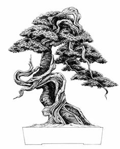 236x292 29 Best Bonsai Sketches Images Bonsai Art, Drawings - Bonsai Sketch