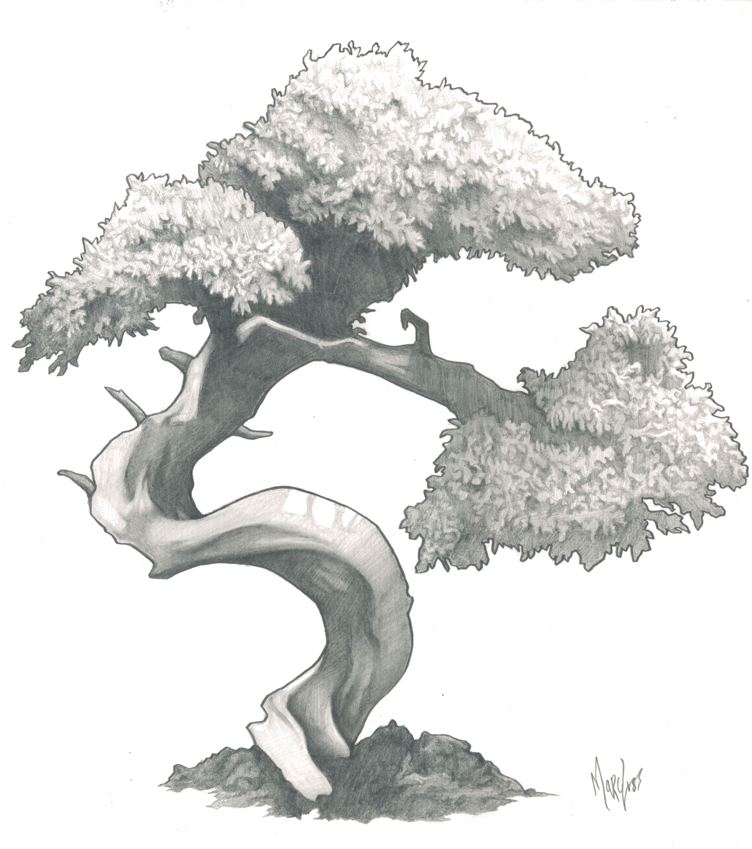 2500x2820 Bonsai Drawing Great For Fleshing Out Concepts Amp Ideas Bonsai - Bonsai Sketch